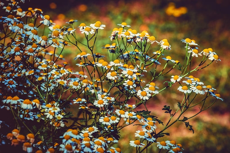 Medicinal Herbs